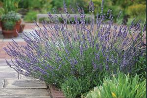 Phenomenal is good for hedges or long-stemmed cut flower - credit: Plantipp